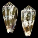 To Conchology (Pionoconus striolatus cf.)