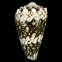 To Conchology (Conus vidua GRANULATE)