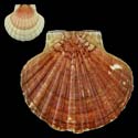 To Conchology (Pecten maximus LARGE)