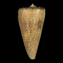 To Conchology (Kioconus tribblei GRANULATE PERIO)