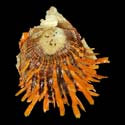 To Conchology (Spondylus aurantius)