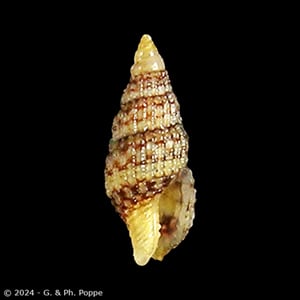 Zafrona isomella f. nebulosa