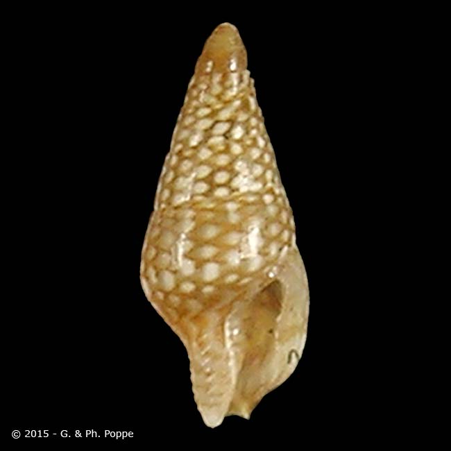 Mitrella pudica SPECKLED