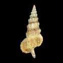 To Conchology (Cerithium citrinum SET)