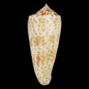 To Conchology (Phasmoconus sogodensis)