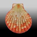 To Conchology (Anguipecten picturatus SPECIAL COLOR)