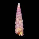 To Conchology (Tubercliopsis violacea)