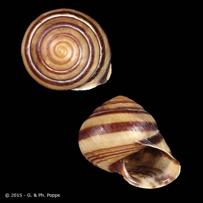 Bentosites gavisca