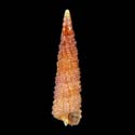 To Conchology (Tubercliopsis philippinensis)