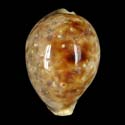 To Conchology (Cypraea tigris pardalis 51-65 OVERGLAZE)