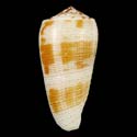 To Conchology (Pionoconus magus GRANULATE)