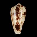 To Conchology (Pionoconus fischoederi BLACK)