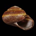 To Conchology (Gnarosophia bellendenkerensis)