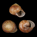 To Conchology (Sphaerospira sidneyi cf.)