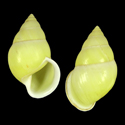 To Conchology (Amphidromus atricallosus perakensis)