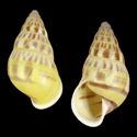 To Conchology (Amphidromus areolatus)