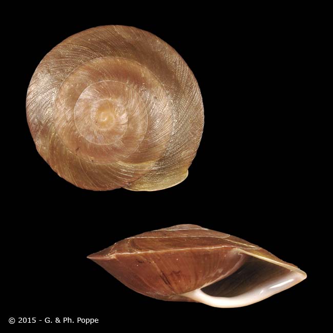 Pleurodonte oxytenes