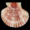 To Conchology (Cryptopecten bullatus GIANT)