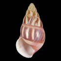 To Conchology (Amphidromus quadrasi f. dubius PINK)