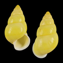 To Conchology (Amphidromus centrocelebensis)