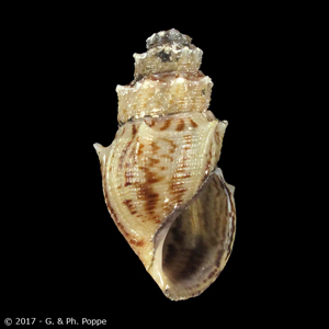 Mieniplotia scabra f. feejeensis