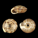 To Conchology (Laeocathaica phaeomphala)