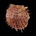 To Conchology (Spondylus rubicundus)