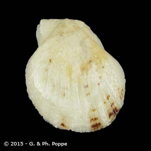 PECTINIDAE , Shells For Sale , Conchology, Inc.