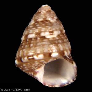 Jujubinus mabelae