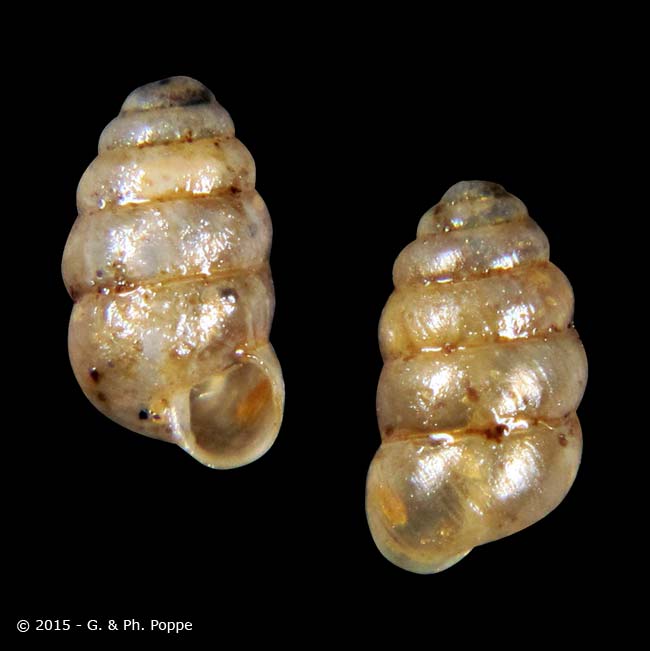 Columella edentula