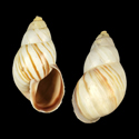 To Conchology (Neopetraeus millegranus)