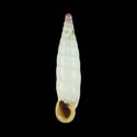 To Conchology (Albinaria corrugata doerfleri)