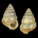 To Conchology (Pseudobuliminus buliminoides)