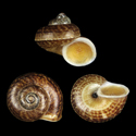 To Conchology (Cyclophorus moellendorffi)