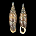 To Conchology (Euphaedusa clavulus polytropa)