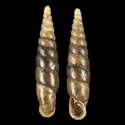 To Conchology (Euphaedusa parietaria)