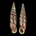 To Conchology (Euphaedusa krejcii)