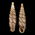 To Conchology (Euphaedusa ridicula)