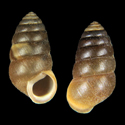 To Conchology (Pseudobuliminus subcylindrica)