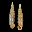 To Conchology (Euphaedusa spinula)