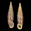 To Conchology (Euphaedusa belemnites)