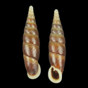 To Conchology (Euphaedusa cylindrella crobylodes)