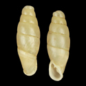 To Conchology (Dautzenbergiella mansuyi)