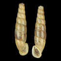 To Conchology (Euphaedusa praecelsa)