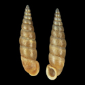 To Conchology (Tauphaedusa tau cetivora)