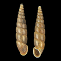 To Conchology (Euphaedusa loczyi acanthula)