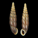 To Conchology (Phaedusa pseudobensoni)