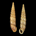 To Conchology (Euphaedusa aculus moellendorffi)