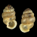 To Conchology (Diplommatina rufa)