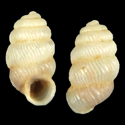 To Conchology (Diplommatina futilis)